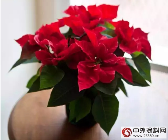 紫荊花漆教您來點紅色提提神