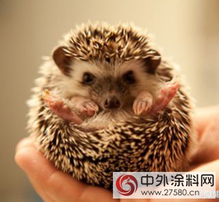 於生活環境而言 你可能敏感不過一隻刺蝟？