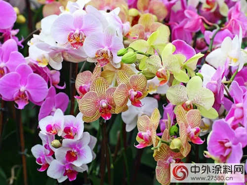 嘉寶莉多功能水性磁漆，讓生活處處五彩繽紛"125357"