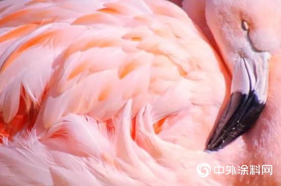 Dare to be YOU，敢為真我！迪古裏拉2019流行色弗拉明戈粉發布