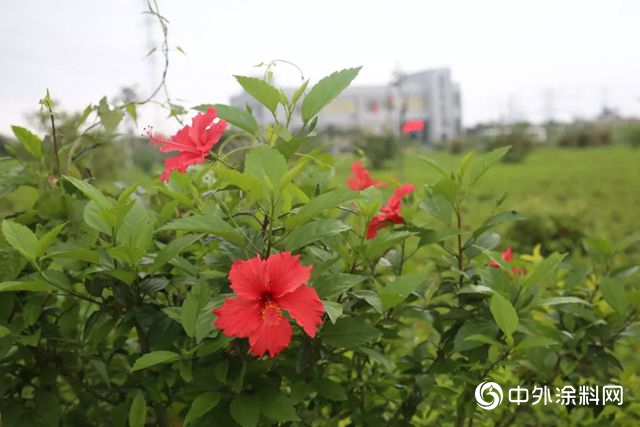 東(dong) 方雨虹申報兩(liang) 類產(chan) 品獲“綠色產(chan) 品認證”"131629"
