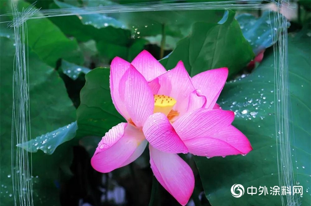 大寶淨味荷效牆麵漆：超強荷葉效果，解決清潔難題