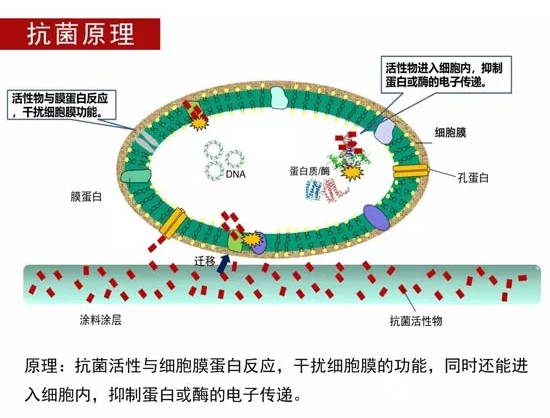 塗料抗毒秘方五花八門：龍有龍道，鼠有鼠方丨抗病毒係列2
