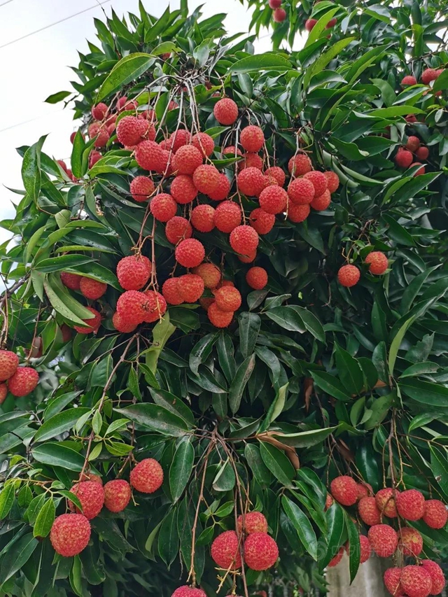 樹熊新材 夏至荔枝三百顆，不辭長作樹熊人——荔枝節