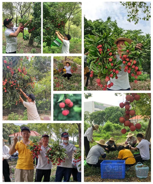 樹熊新材 夏至荔枝三百顆，不辭長作樹熊人——荔枝節