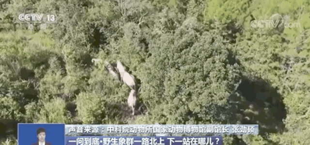 德愛威 一路象北 | 做一隻逛吃逛吃的快樂(le) 童年小象