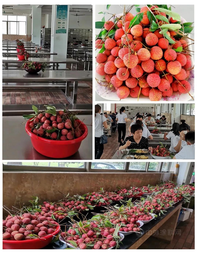 樹熊新材 夏至荔枝三百顆，不辭長作樹熊人——荔枝節