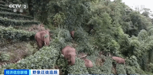 德愛威 一路象北 | 做一隻逛吃逛吃的快樂(le) 童年小象
