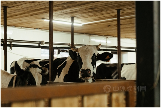 立邦抗病毒卷材塗料如何為(wei) 畜牧業(ye) 提供安全的防疫保護？