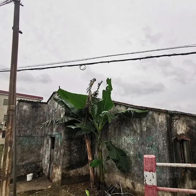 美塗士助力 | 杏壇鎮海淩村人居環境提升，共建美麗(li) 鄉(xiang) 村！