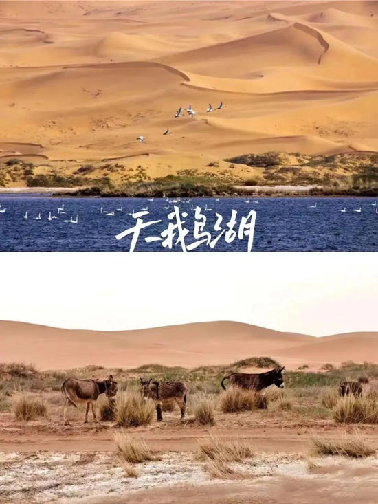 【重磅】騰格裏2023沙漠挑戰賽超燃登場！誌合者，不以山海為(wei) 遠。勠力同心，砥礪同行