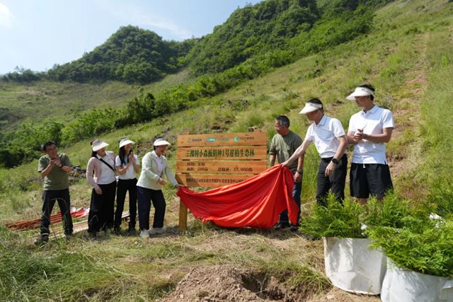 荔誌向上 自然出色丨三棵樹守護珍稀物種，助力崖柏野外回歸
